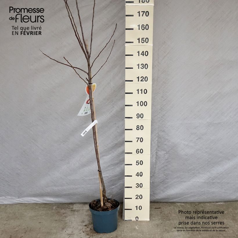 Apple Tree Gala - Malus domestica 7.5L/10L pot, Half standard sample as delivered in winter