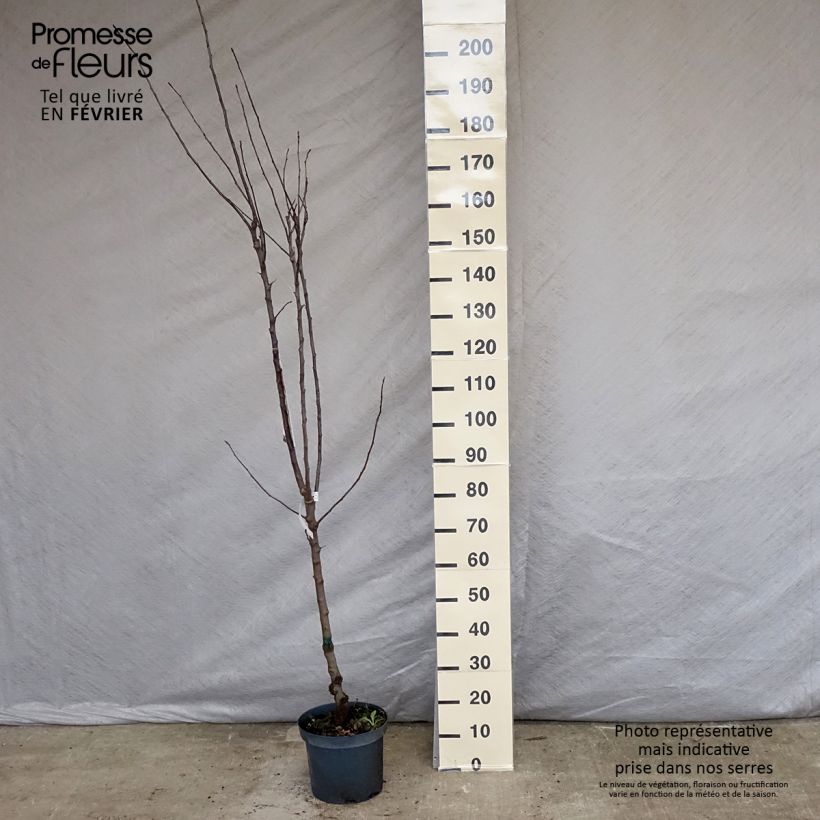 Apple Tree Gloster - Malus domestica 7.5L/10L pot, Goblet sample as delivered in winter