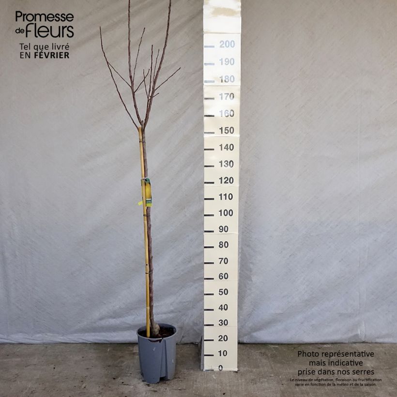 Malus domestica Golden Delicious - Golden Delicious Apple 7.5L/10L pot, Half standard sample as delivered in winter