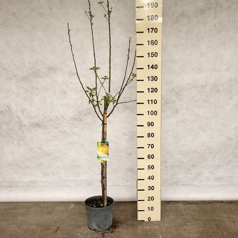 Malus domestica Golden Delicious - Golden Delicious Apple 7.5L/10L pot, Goblet sample as delivered in spring