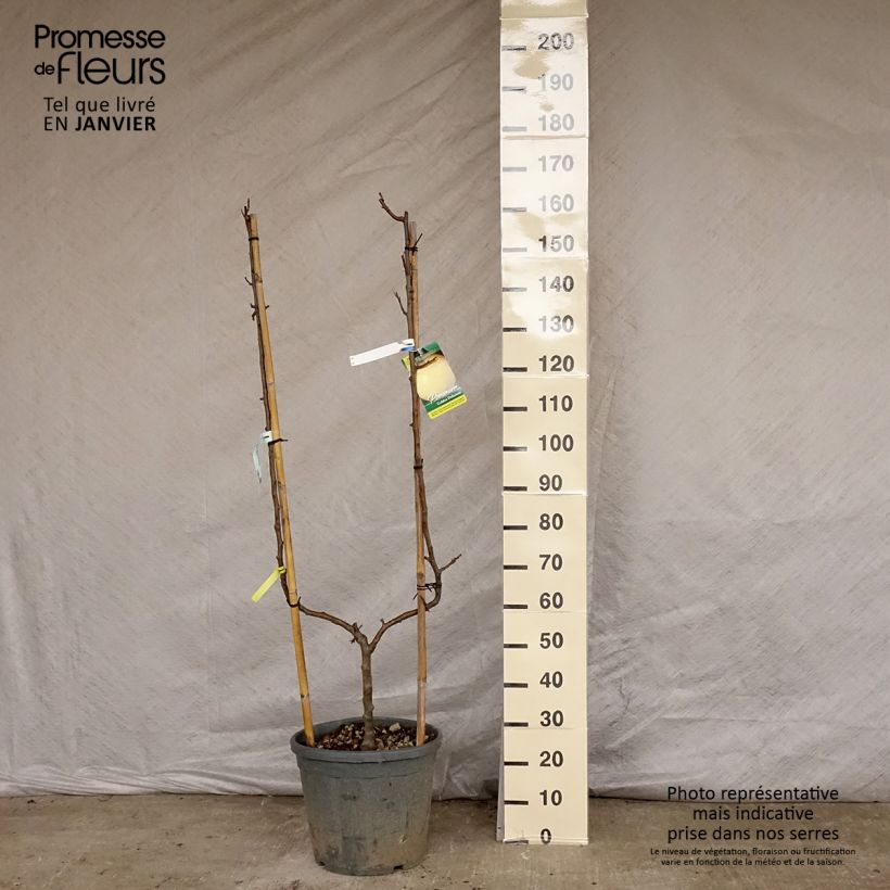 Malus domestica Golden Delicious - Golden Delicious Apple 7.5L/10L pot, Single u-shaped espalier sample as delivered in winter