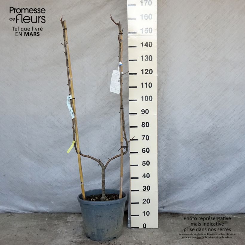 Malus domestica Golden Delicious - Golden Delicious Apple 7.5L/10L pot, Single u-shaped espalier sample as delivered in spring