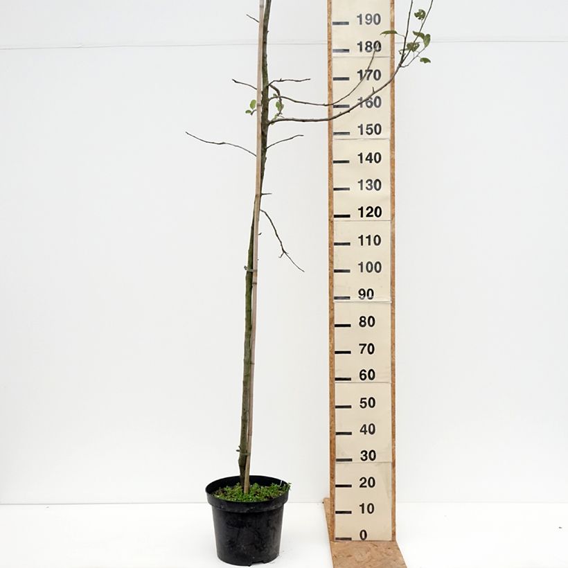 Apple Tree Golden Noble - Malus domestica 7.5L/10L pot, Goblet sample as delivered in autumn