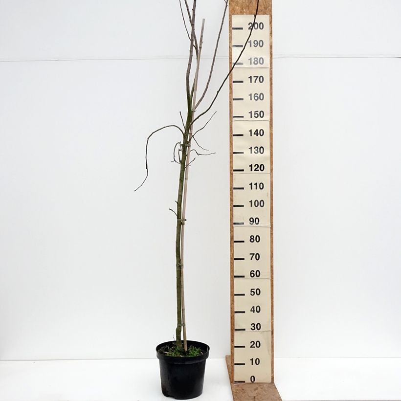 Apple Tree Golden Noble - Malus domestica 7.5L/10L pot, Goblet sample as delivered in winter