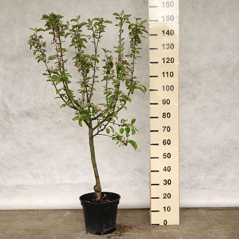 Apple Tree Grand Alexandre - Malus domestica 7.5L/10L pot, Goblet sample as delivered in spring