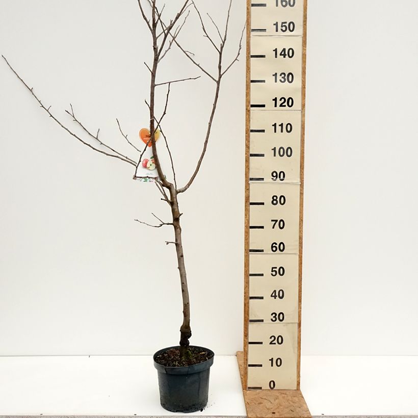 Apple Tree Gravenstein - Malus domestica 7.5L/10L pot, Goblet sample as delivered in autumn