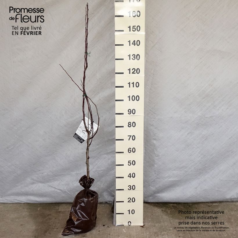 Apple Tree Harmonie - Malus domestica Ready-to-plant root ball, Goblet sample as delivered in winter