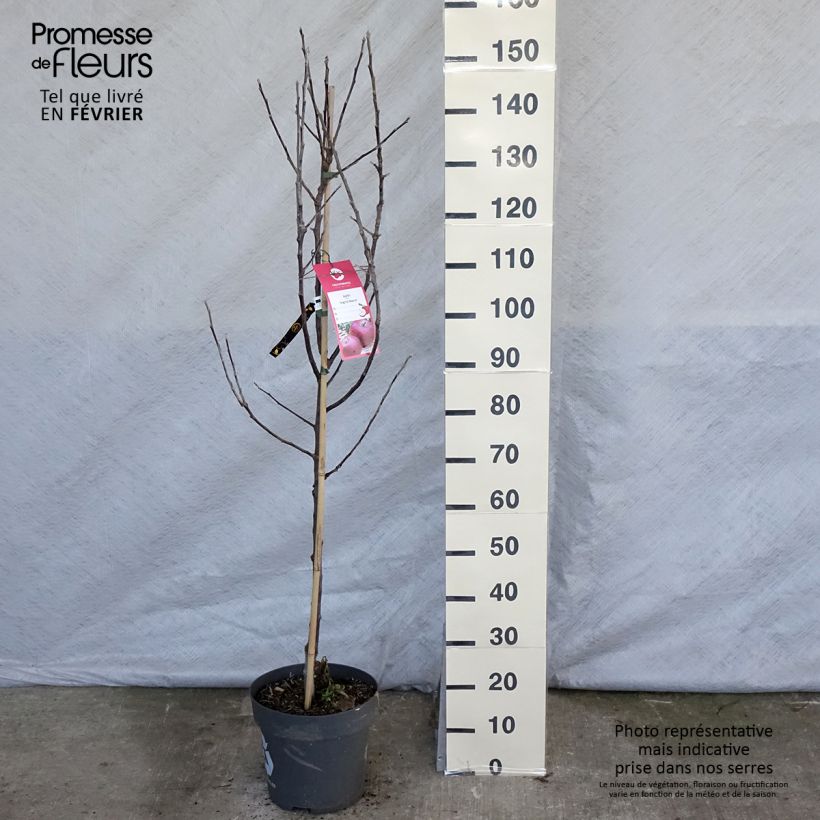 Apple Tree Ingrid Marie - Malus domestica 7.5L/10L pot sample as delivered in winter