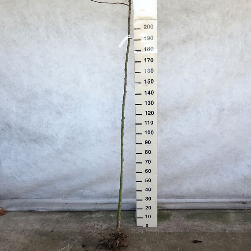 Apple Tree Jacques Lebel - Malus domestica Bare root, Standard sample as delivered in winter