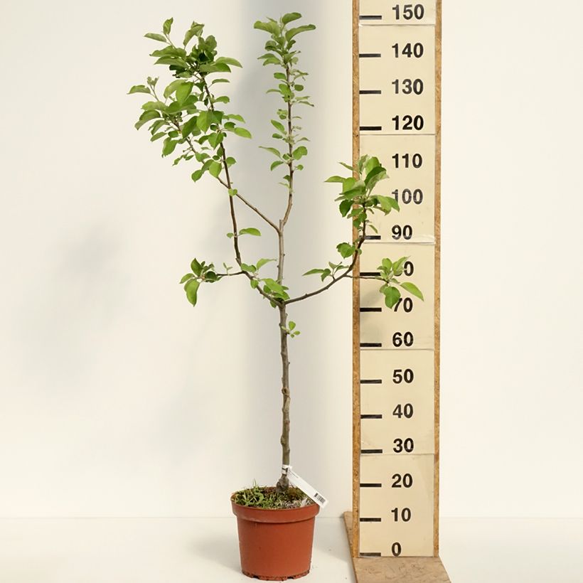 Apple Tree Jacques Lebel - Malus domestica 7.5L/10L pot, Goblet sample as delivered in spring