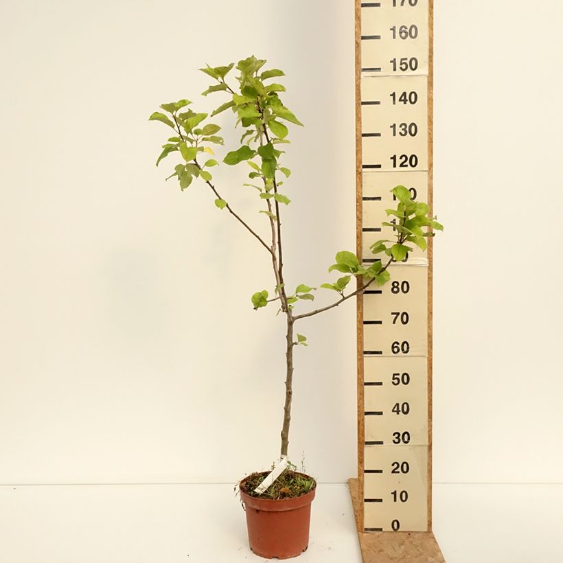 Apple Tree Jacques Lebel - Malus domestica 7.5L/10L pot, Goblet sample as delivered in summer