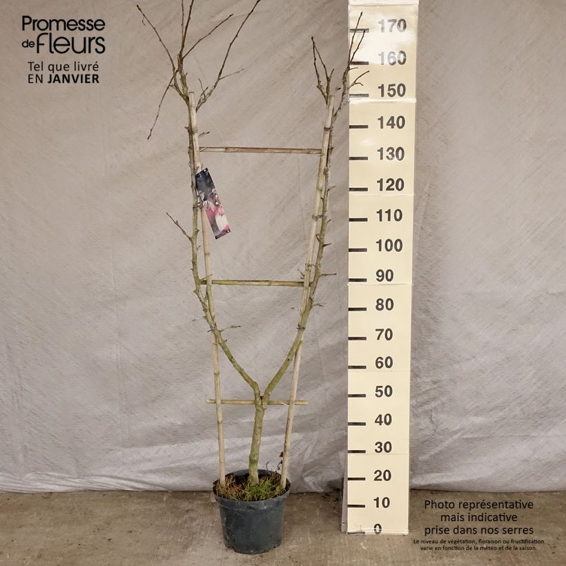 Apple Tree Jonagold - Malus domestica 7.5L/10L pot, Single u-shaped espalier sample as delivered in winter