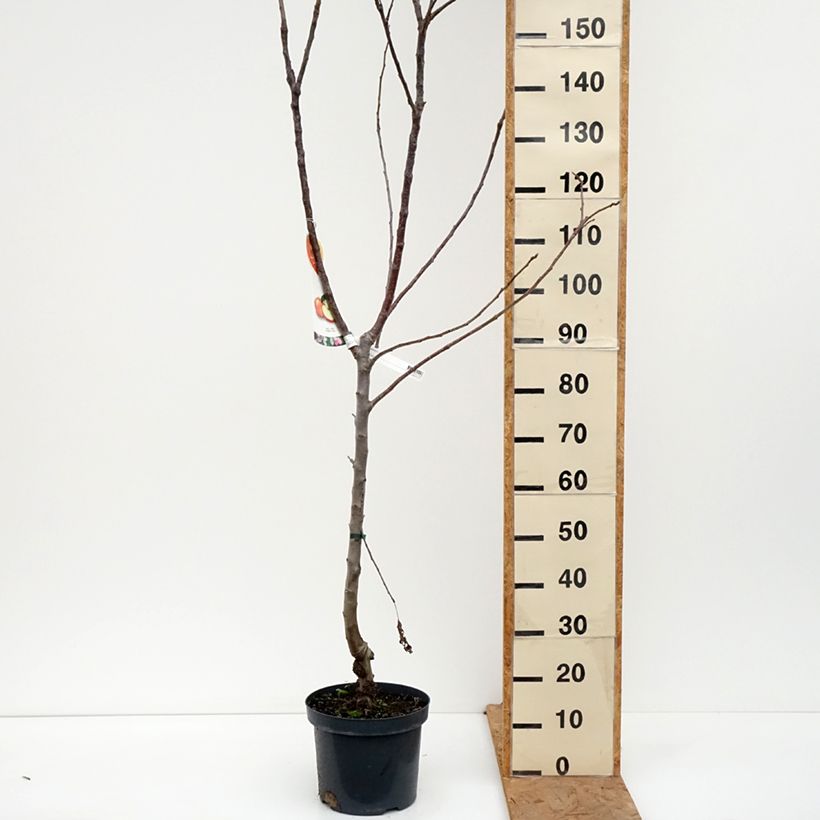 Apple Tree Jonagold - Malus domestica 7.5L/10L pot, Goblet sample as delivered in autumn