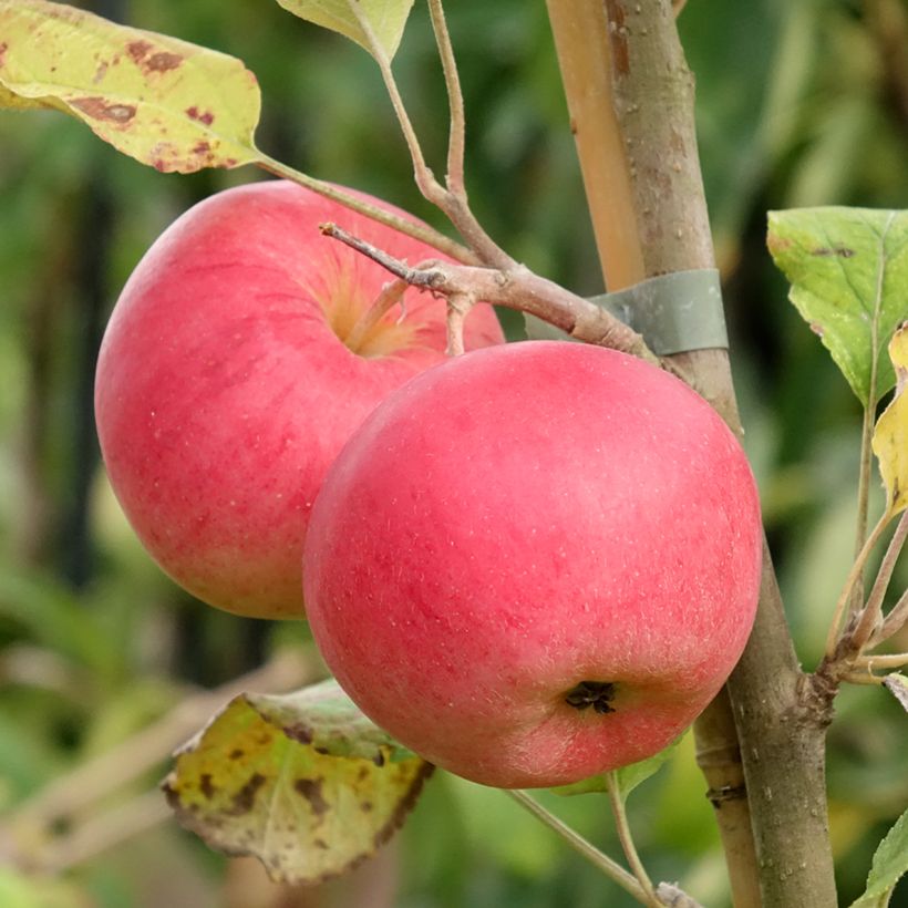 Apple Tree Kantówka Gdańska - Malus domestica (Harvest)