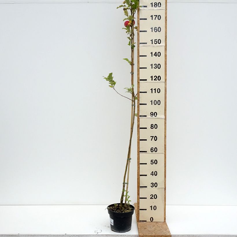 Malus domestica Kantówka Gdańska - Pommier domestique, Pommier commun 4L/5L pot, Goblet sample as delivered in summer