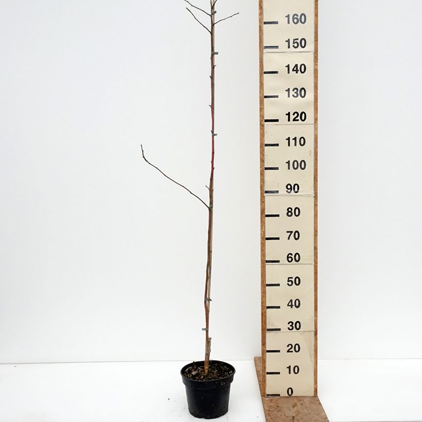 Apple Tree Kantówka Gdańska - Malus domestica 4L/5L pot, Scion sample as delivered in winter