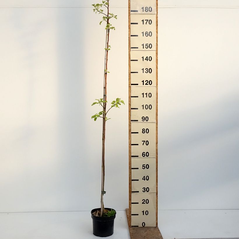 Apple Tree Kantówka Gdańska - Malus domestica 4L/5L pot, Scion sample as delivered in spring