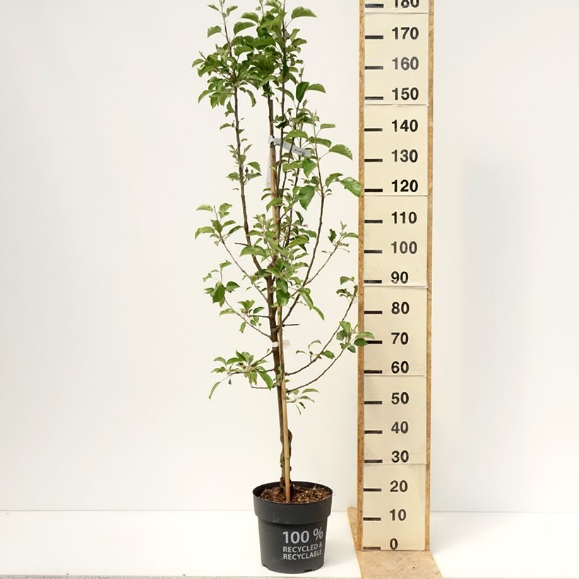 Apple Tree Karneval - Malus domestica 7.5L/10L pot, Goblet sample as delivered in spring