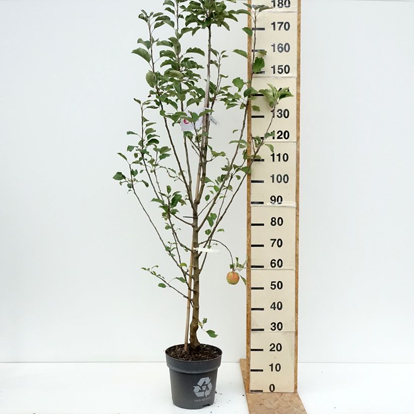 Apple Tree Karneval - Malus domestica 7.5L/10L pot, Goblet sample as delivered in summer