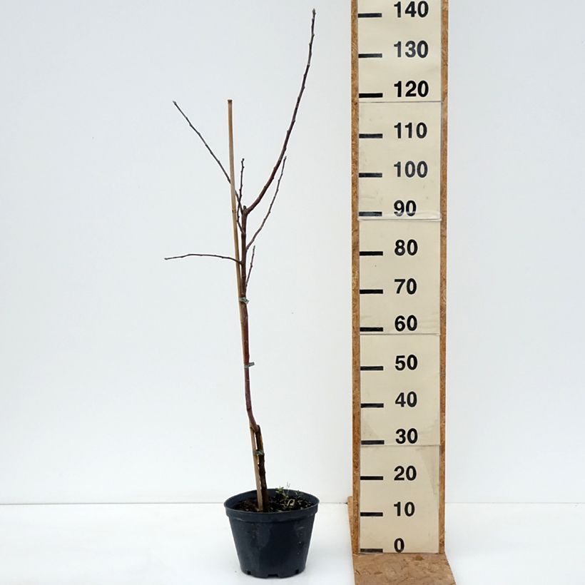 Apple Tree Kosztela - Malus domestica 4L/5L pot, Scion sample as delivered in autumn