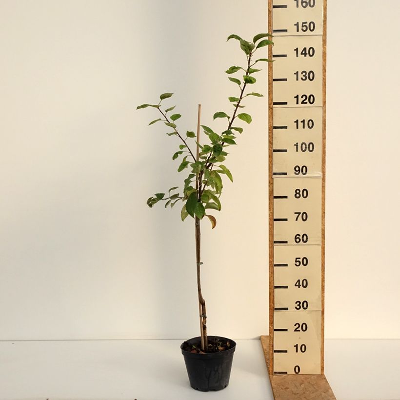 Malus domestica Kosztela - Pommier domestique, Pommier commun 4L/5L pot, Goblet sample as delivered in summer