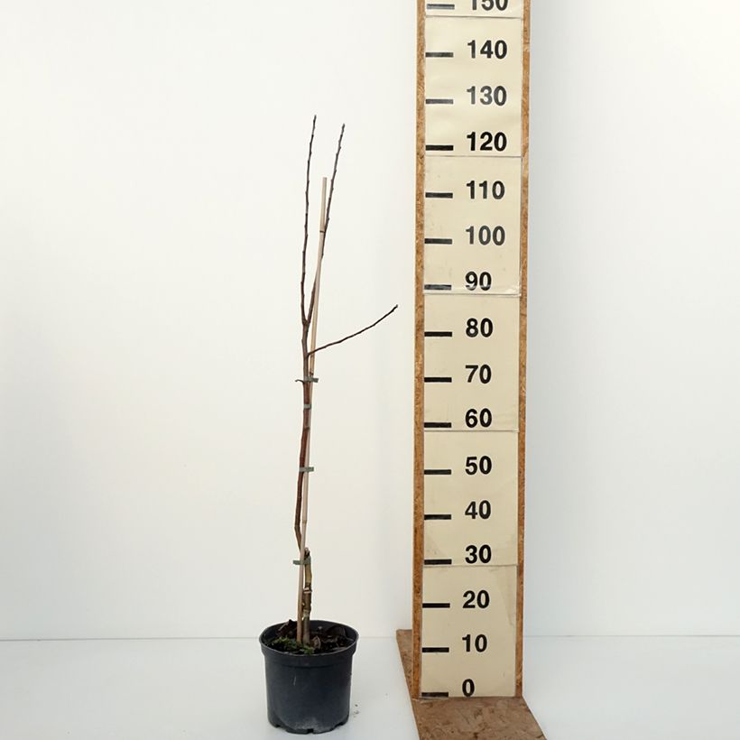 Apple Tree Kosztela - Malus domestica 4L/5L pot, Scion sample as delivered in winter