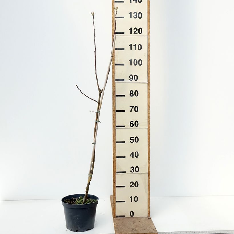 Apple Tree Kosztela - Malus domestica 4L/5L pot, Scion sample as delivered in spring