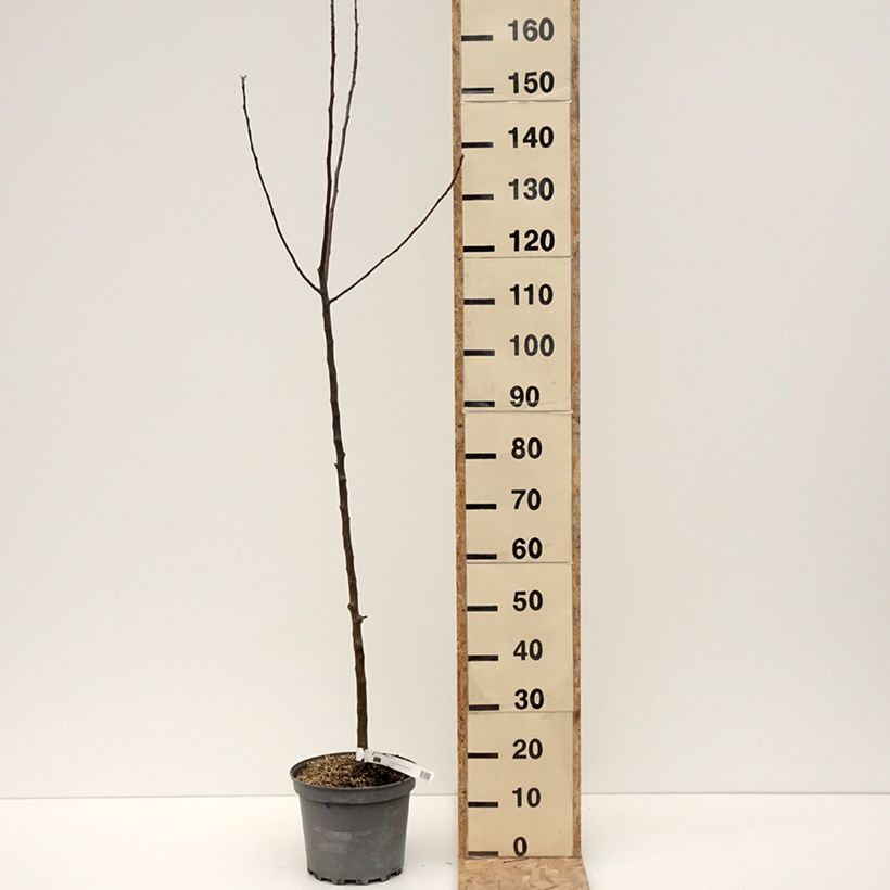 Apple Tree Braeburn - Malus domestica 7.5L/10L pot, Scion sample as delivered in winter