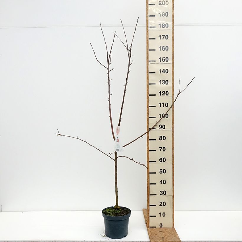 Apple Tree Braeburn - Malus domestica 7.5L/10L pot, Goblet sample as delivered in autumn