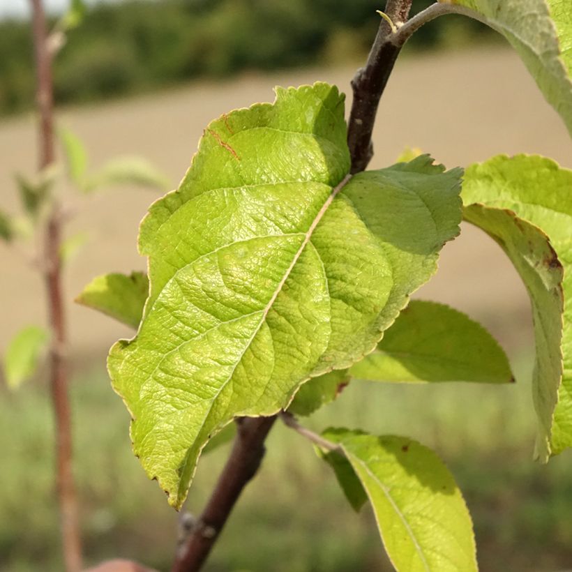 Apple Tree Braeburn - Malus domestica (Foliage)