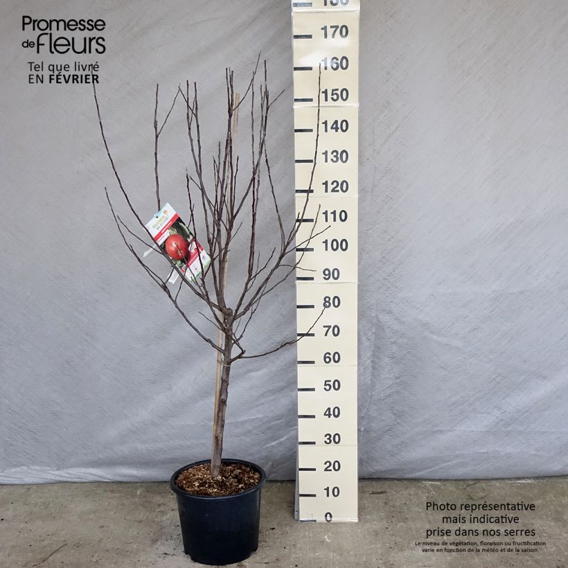 Apple Tree Melrose - Malus domestica 7.5L/10L pot, Goblet sample as delivered in winter