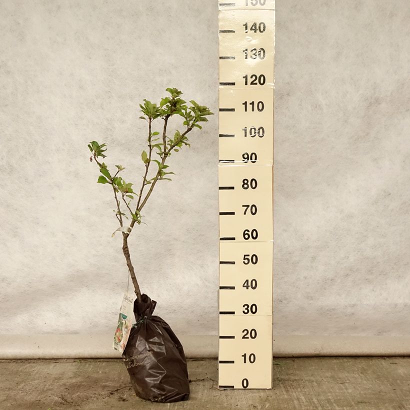 Dwarf Apple Tree Croquella - Malus domestica Ready-to-plant root ball, Quarter standard sample as delivered in summer