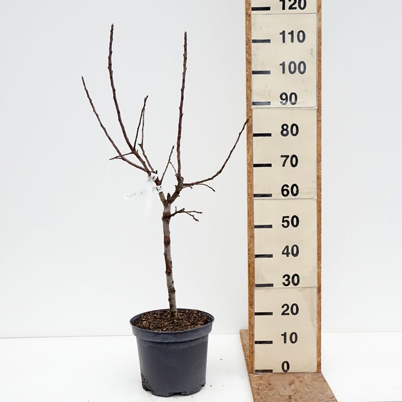 Dwarf Apple Tree Croquella - Malus domestica 7.5L/10L pot, Quarter standard sample as delivered in winter