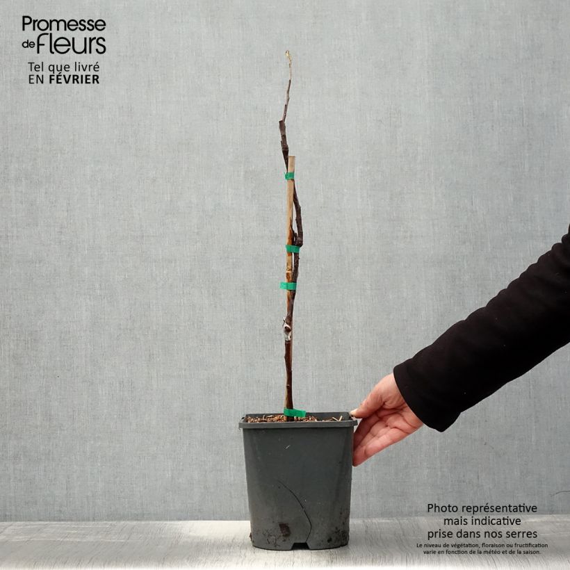 Dwarf Apple Tree Fruit Me Apple Me Red Gala 4L/5L pot, Dwarf sample as delivered in winter