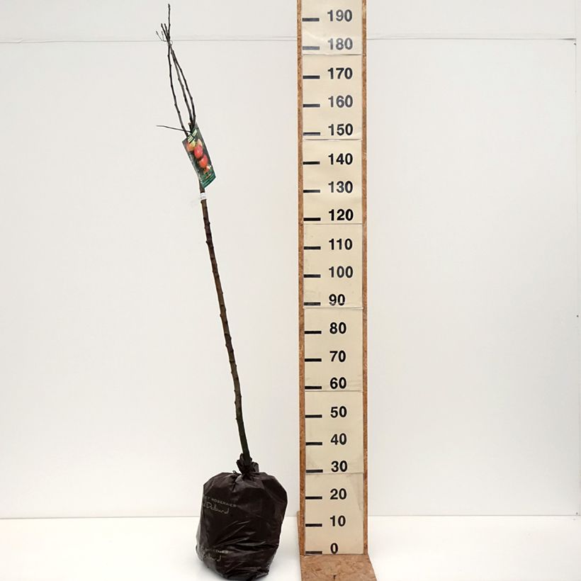 Apple Tree Winter Rambour - Malus domestica Ready-to-plant root ball, Half standard sample as delivered in autumn