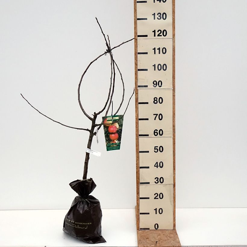 Apple Tree Winter Rambour - Malus domestica Ready-to-plant root ball, Goblet sample as delivered in autumn