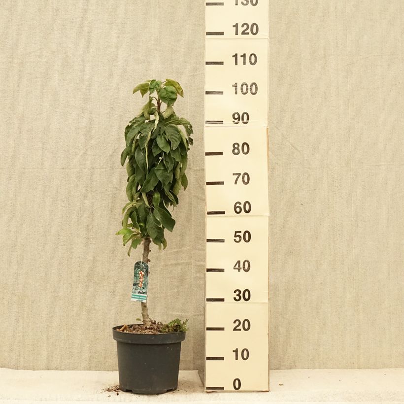Malus domestica Red Sensation 4L/5L pot, Columnar sample as delivered in summer