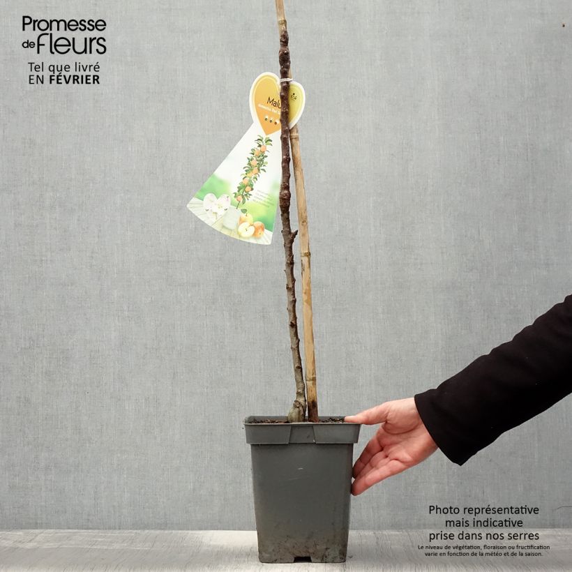 Malus domestica Red Sensation 4L/5L pot, Columnar sample as delivered in winter