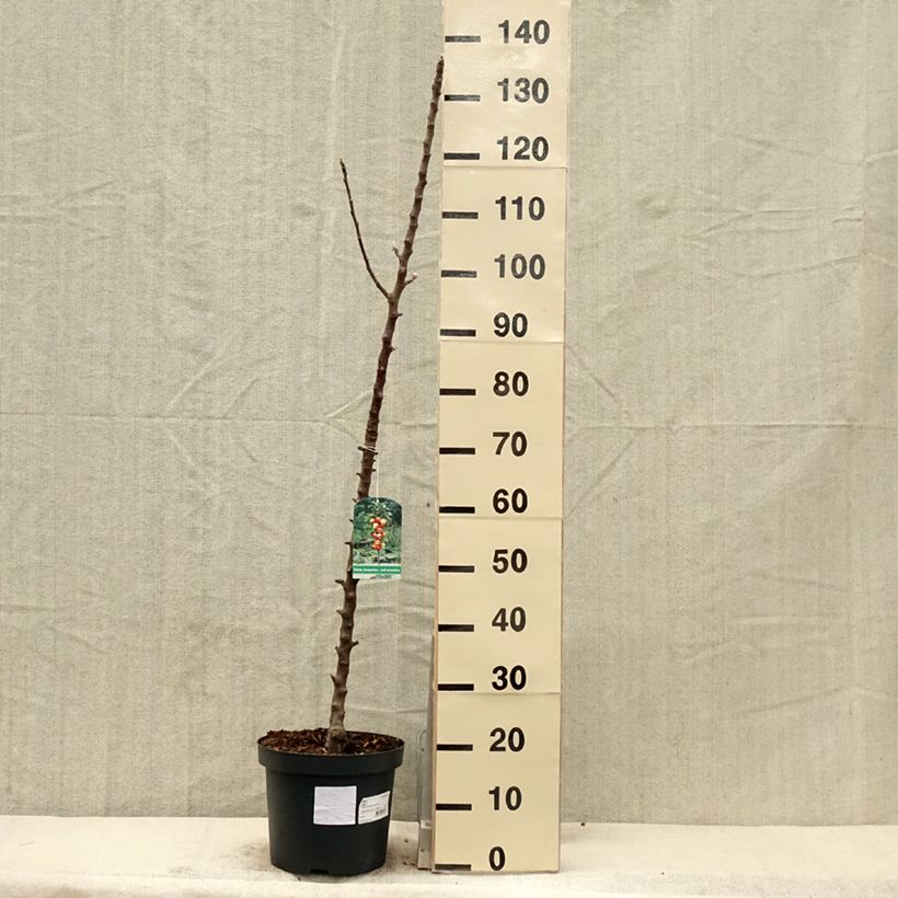 Malus domestica Red Sensation 4L/5L pot, Columnar sample as delivered in spring