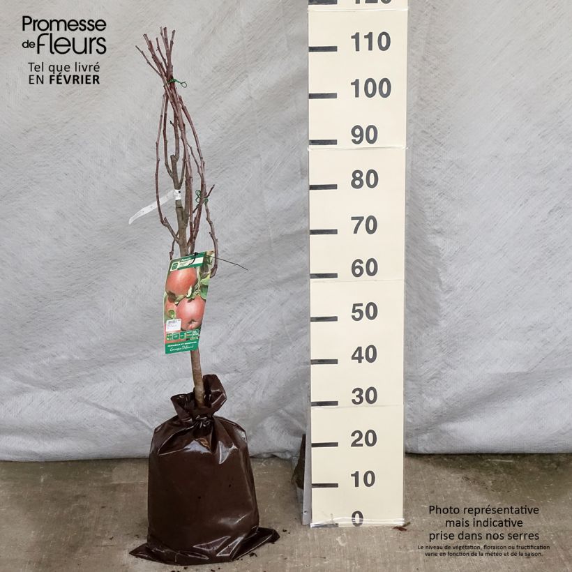 Apple Tree Regali Apple Tree - Georges Delbard Ready-to-plant root ball, Goblet sample as delivered in winter