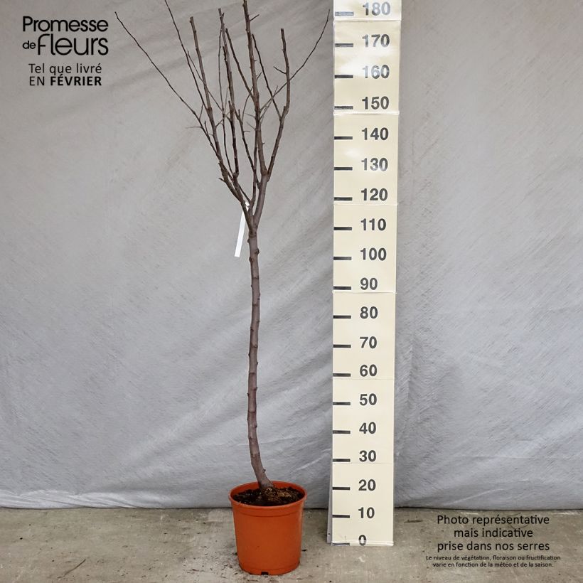 Apple Tree Reine des Reinettes 7.5L/10L pot, Goblet sample as delivered in winter