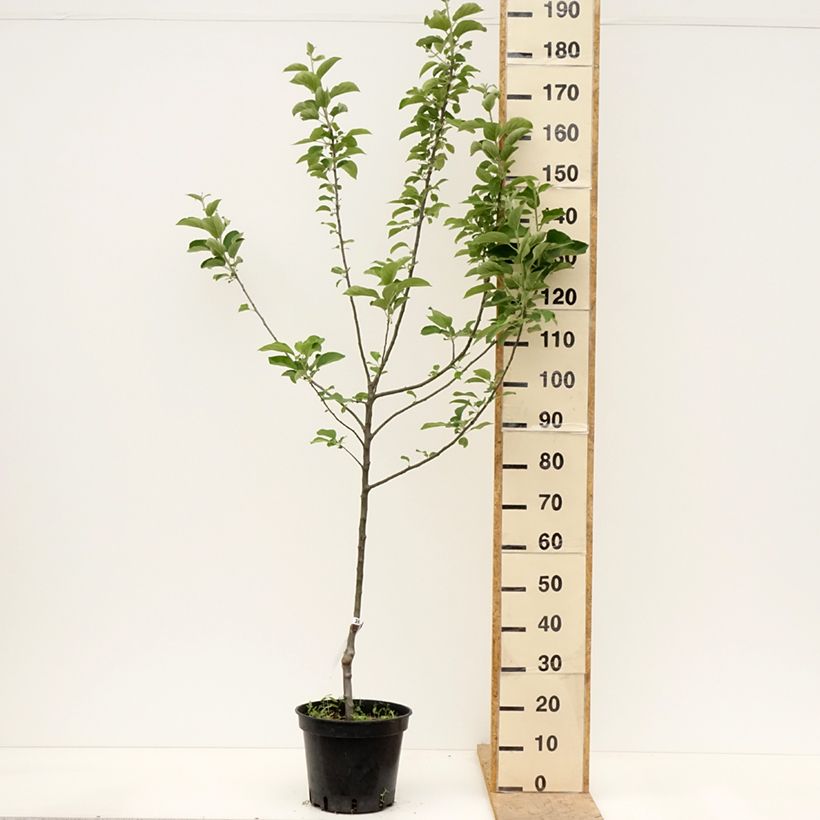 Apple Tree Reine des Reinettes 7.5L/10L pot, Goblet sample as delivered in spring