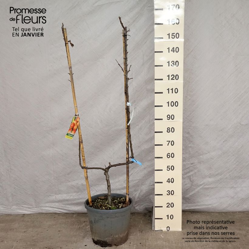 Apple Tree Reine des Reinettes 7.5L/10L pot, Single u-shaped espalier sample as delivered in winter