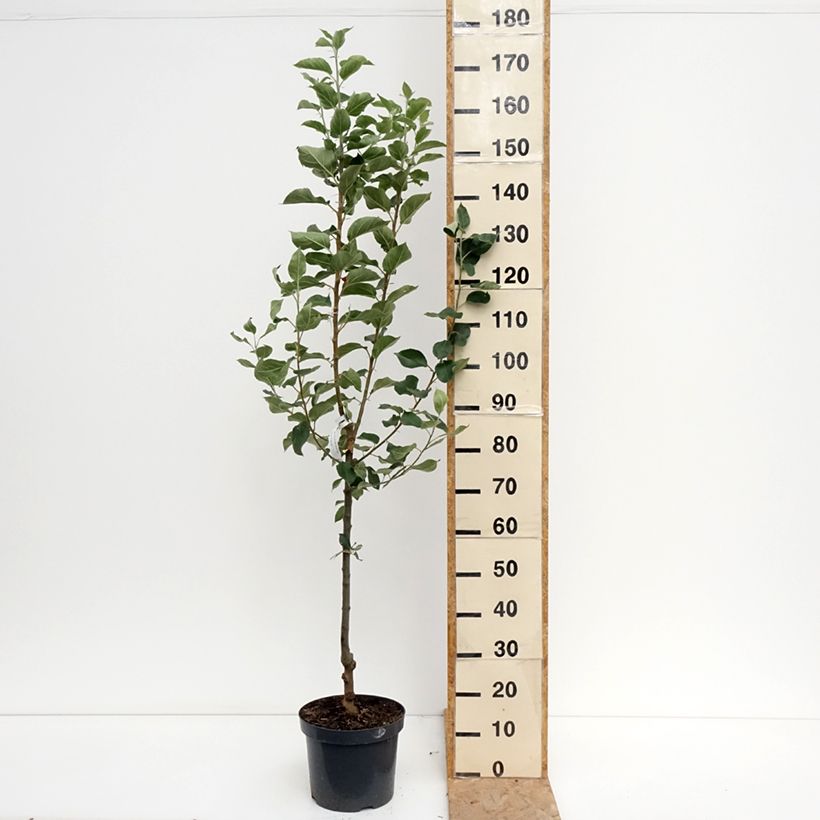 Apple Tree Reine des Reinettes 7.5L/10L pot, Goblet sample as delivered in summer