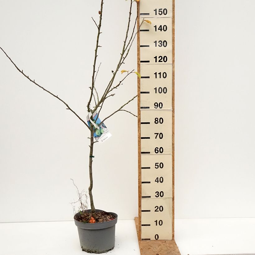 Apple Tree Reinette du Canada Blanche - Malus domestica 7.5L/10L pot, Goblet sample as delivered in autumn