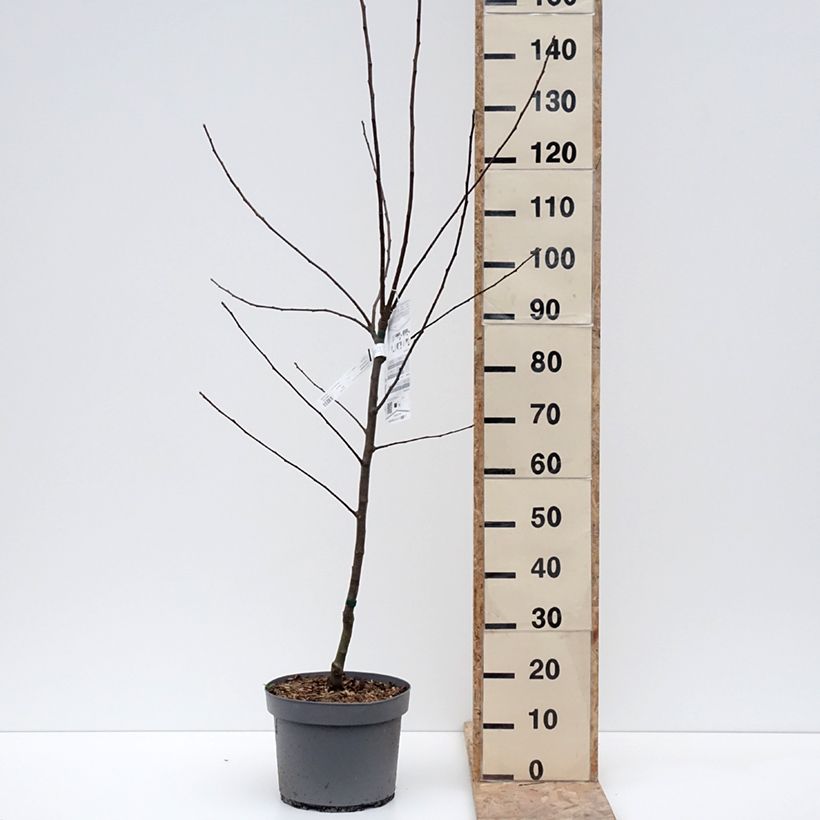 Apple Tree Reinette Clochard - Malus domestica 7.5L/10L pot, Goblet sample as delivered in winter