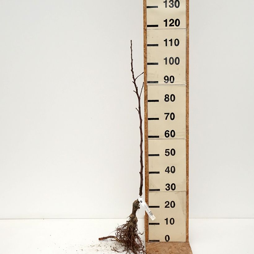 Organic Apple Tree Reinette de Brive - Malus domestica Bare root, Scion sample as delivered in winter