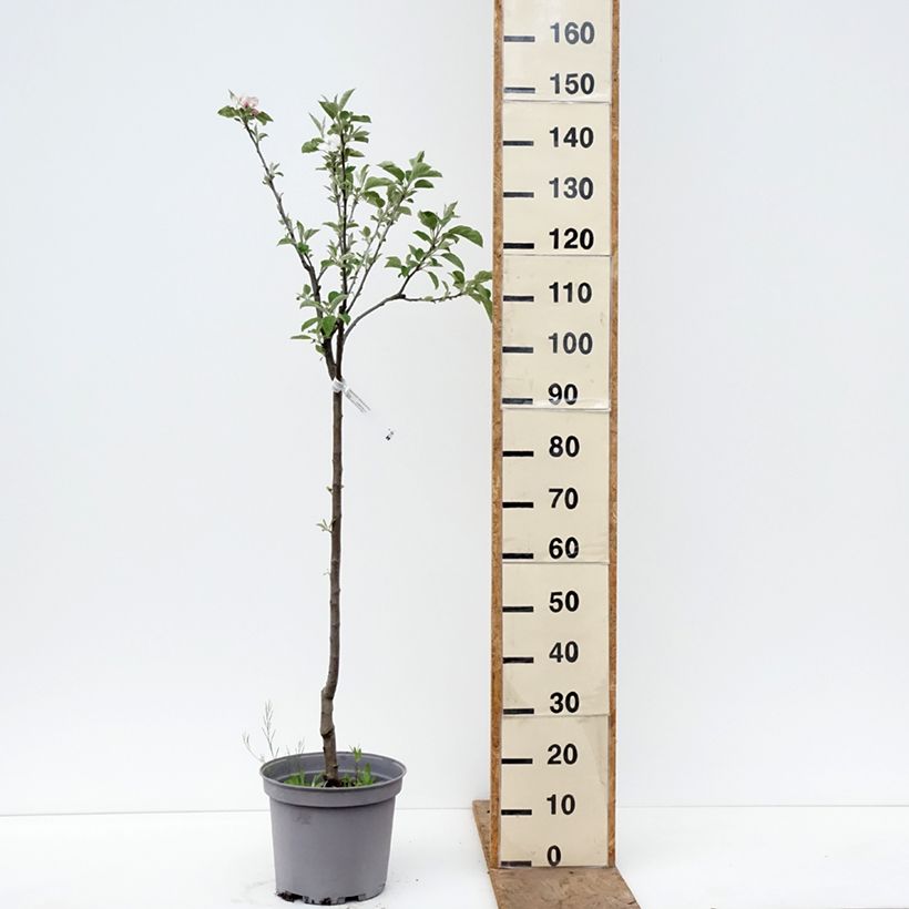 Apple Tree Reinette de Brive - Malus domestica 7.5L/10L pot, Goblet sample as delivered in spring