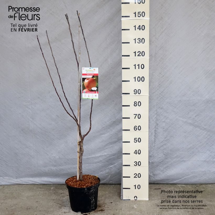 Apple Tree Reinette de Caux - Malus domestica 7.5L/10L pot, Goblet sample as delivered in winter