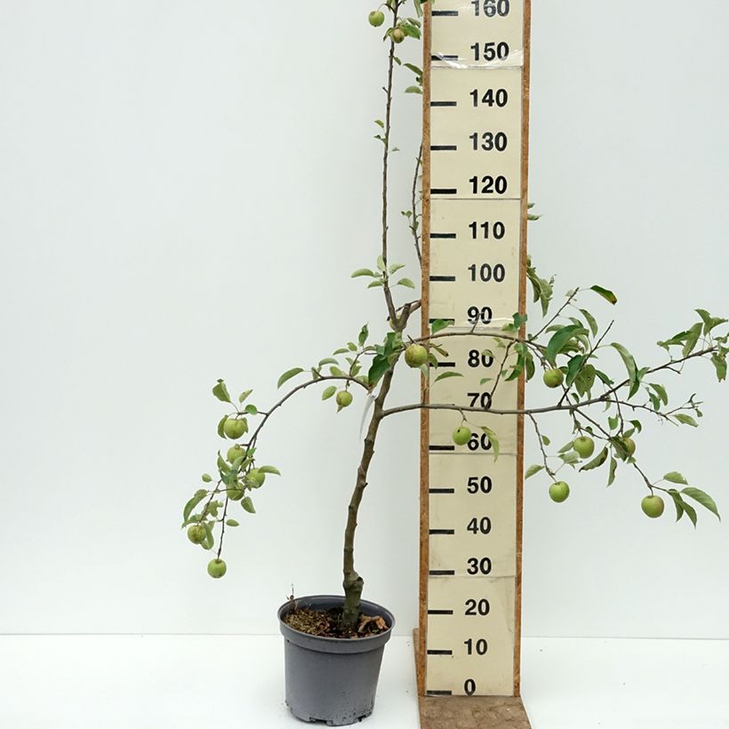Apple Tree Reinette du Mans - Malus domestica 7.5L/10L pot, Goblet sample as delivered in summer